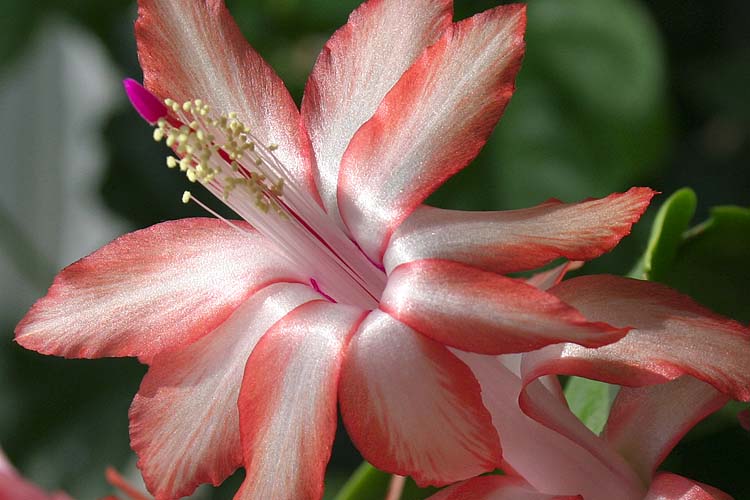 Christmas Cactus