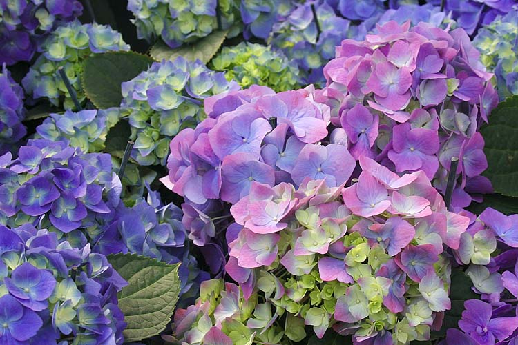 Blue Hydrangeas