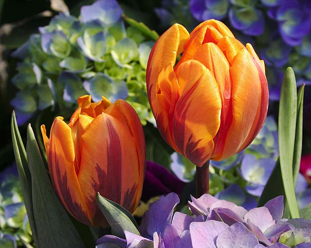Two Tulips
