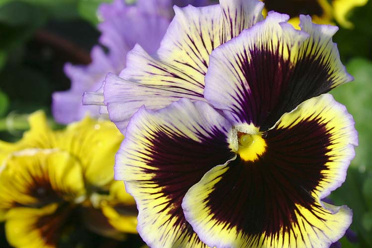 Purple Pansy