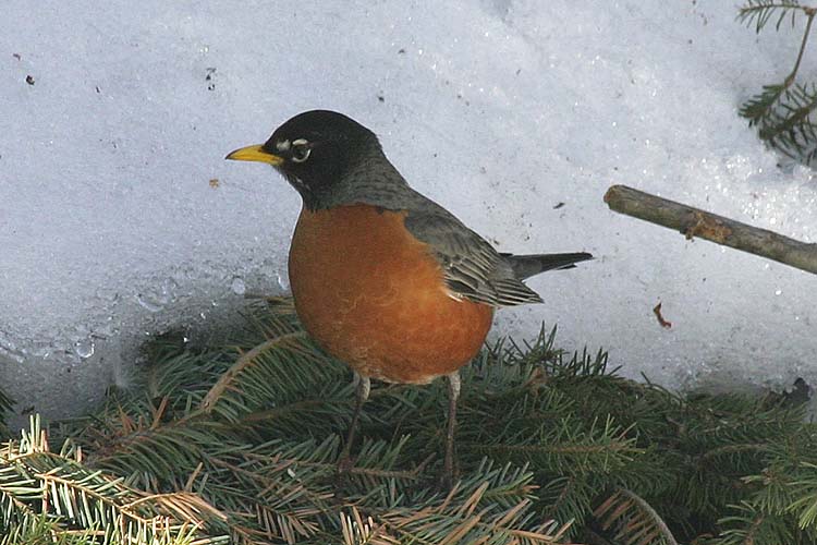 Another Robin