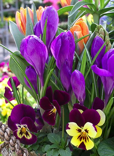 Spring Flowers