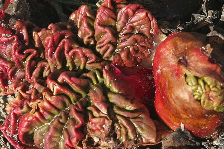 Rhubarb Rising