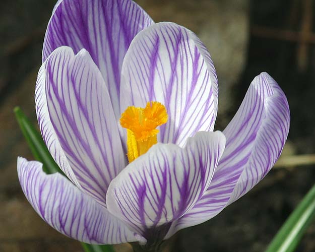 Striped Crocus