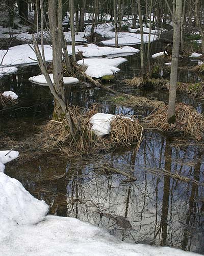 Watery Woods