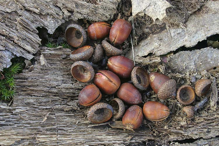 Acorns Bursting