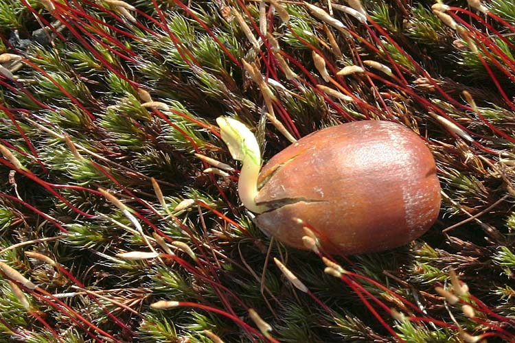 Sprout