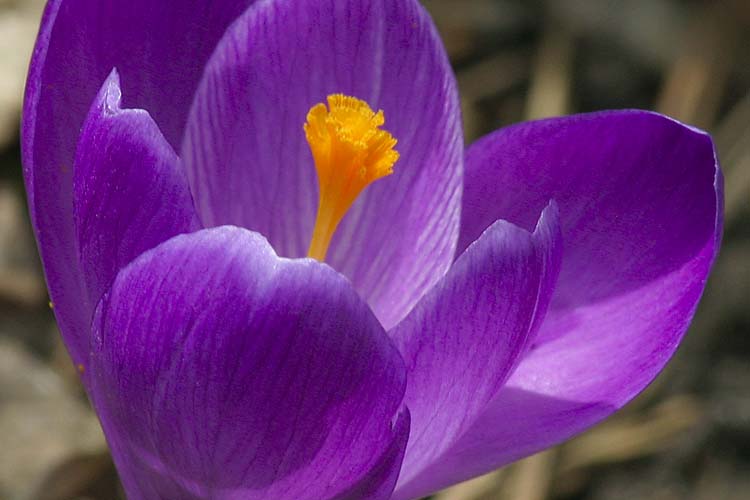 Purple Crocus