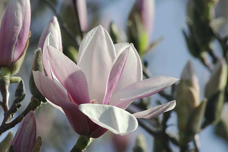 Magnolia