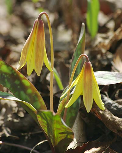 Trout Lilies