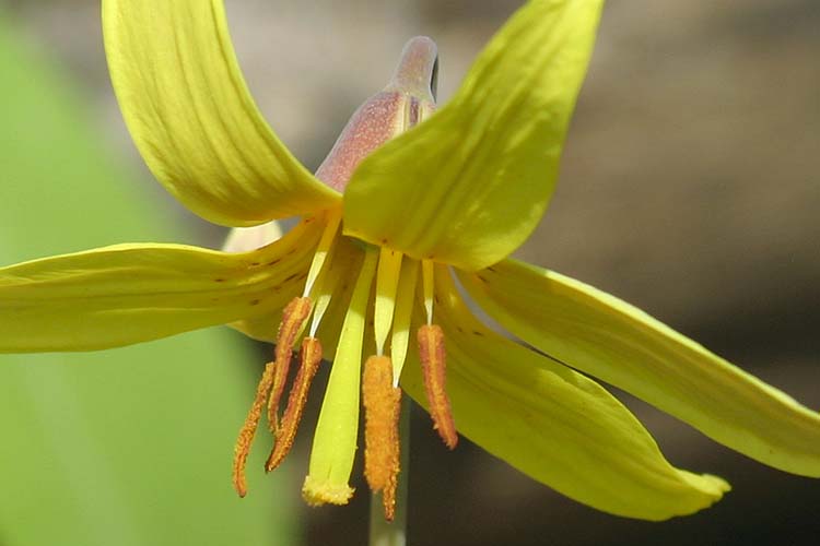 Yellow Lily