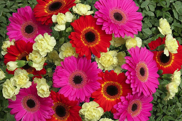 Birthday Flowers