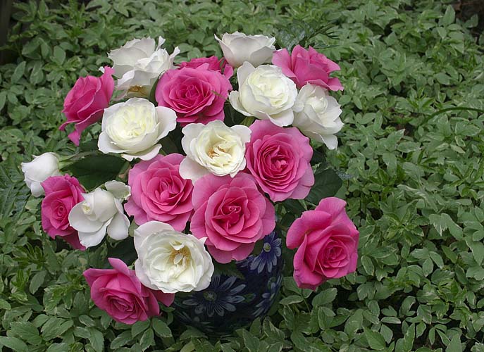 Roses From Jan