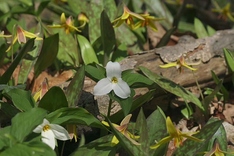 Forest Floor