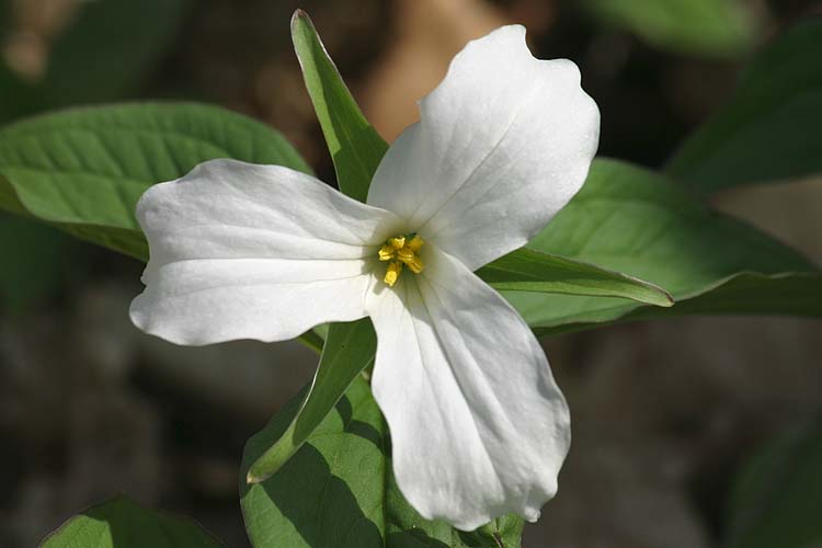 Trillium