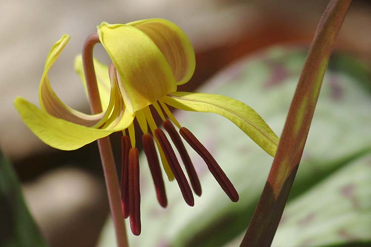 Trout Lily