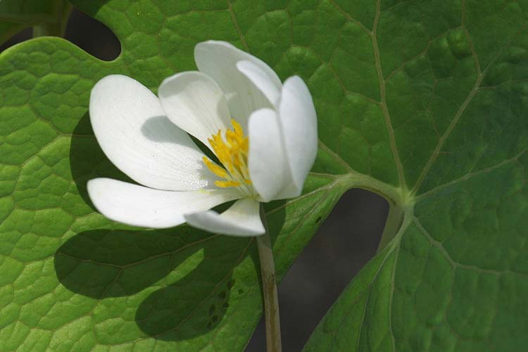 Bloodroot