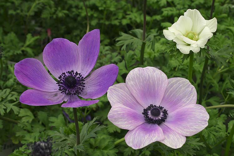 Blue Anemones