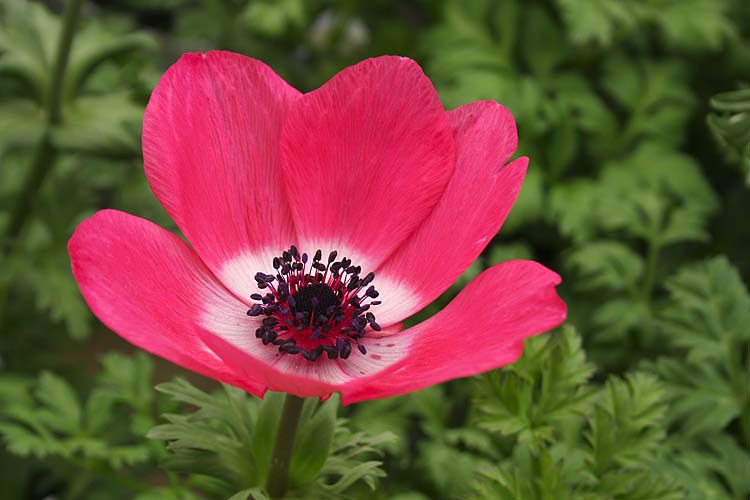 Red Anemone
