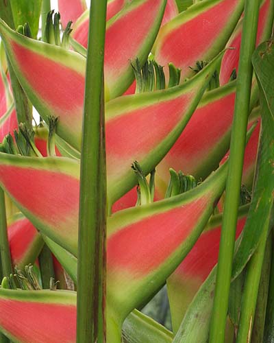 Tropical Beauty