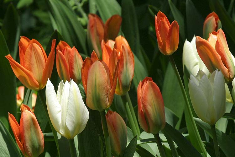 Tulips