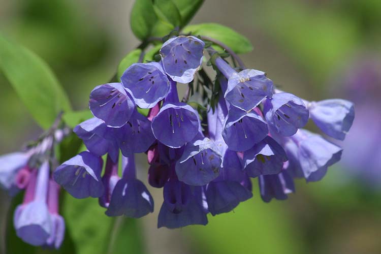 Virginia Bluebells