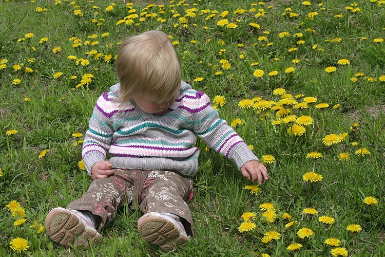 In The Dandelions