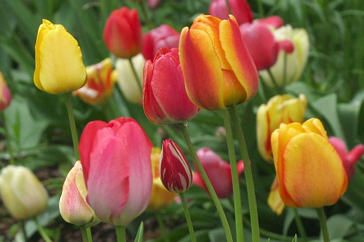 Spring Garden