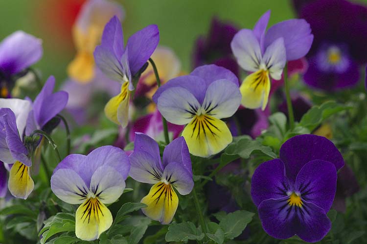 Violas
