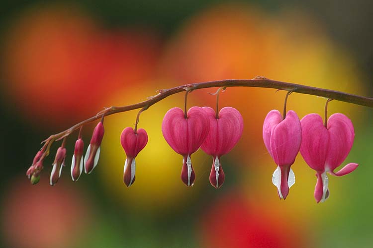 Bleeding Heart