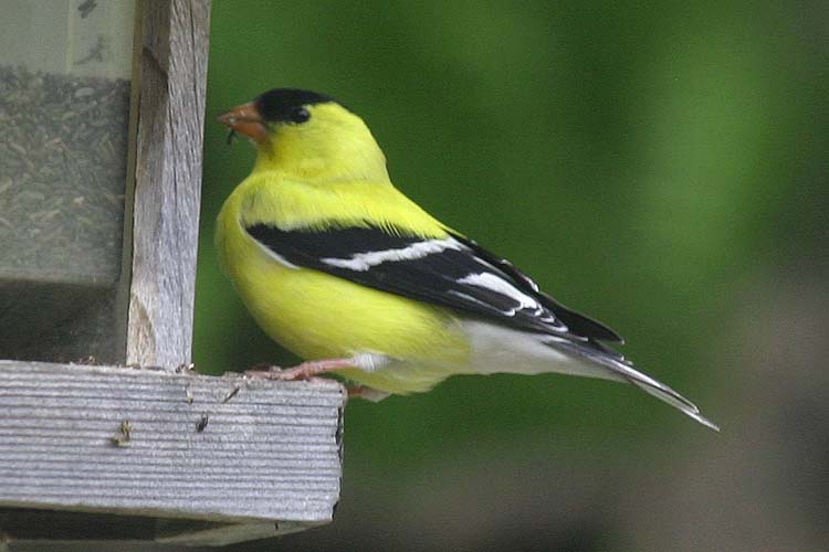 Goldfinch