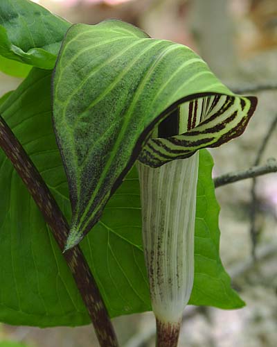 Jack-In-The-Pulpit
