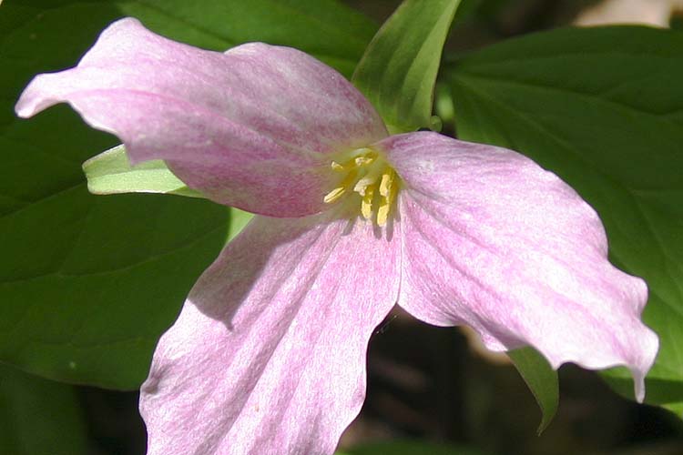 Tired Trillium