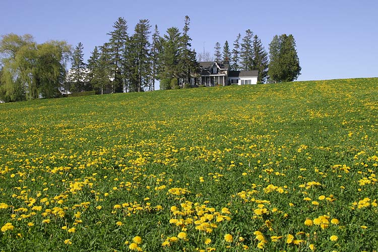 Dandelion Fields Forever