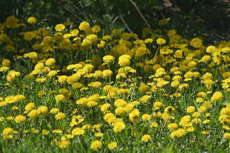 Golden Spring
