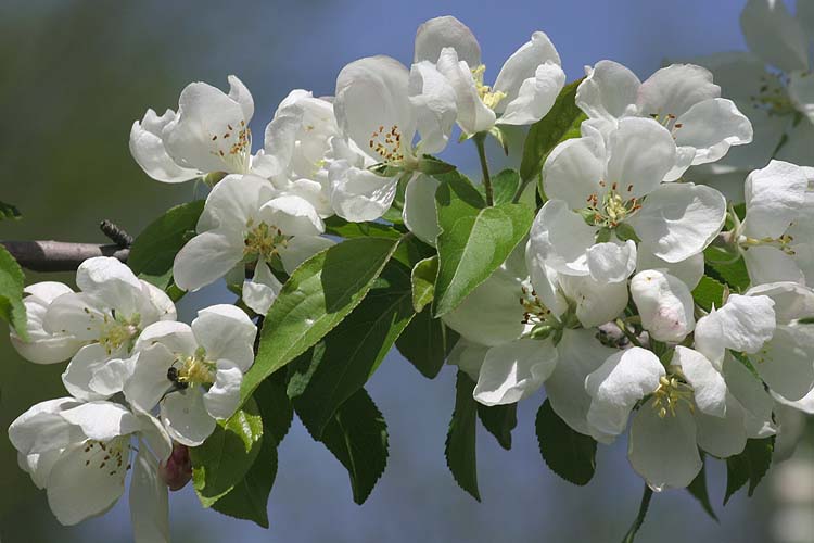 Apple Blossoms