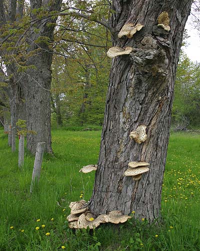 Fungal Showcase
