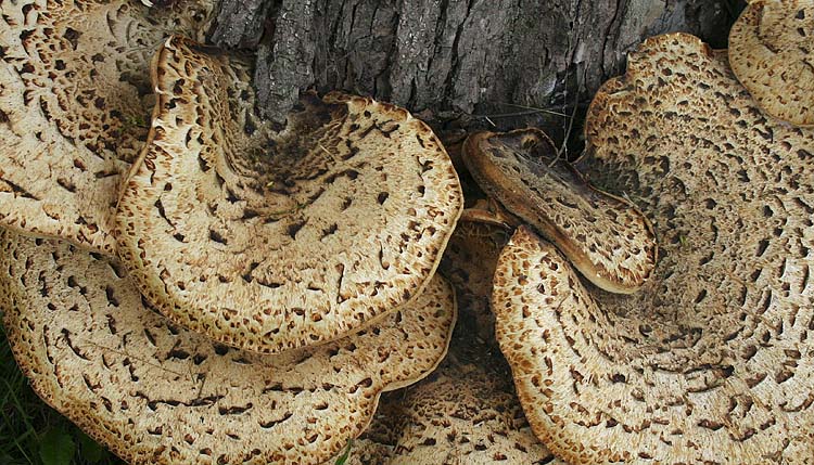 Bracket Fungus