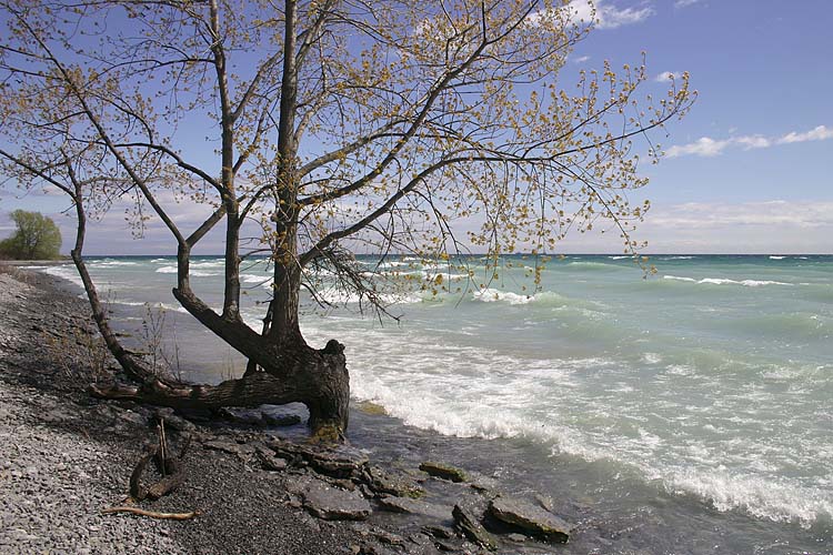 Silhouette Along The Shore