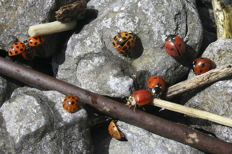 Ladybug Gathering
