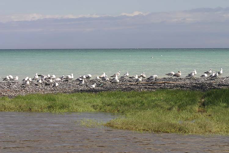 Birds In A Row