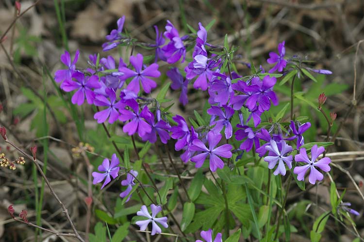 Pretty Wildflowers