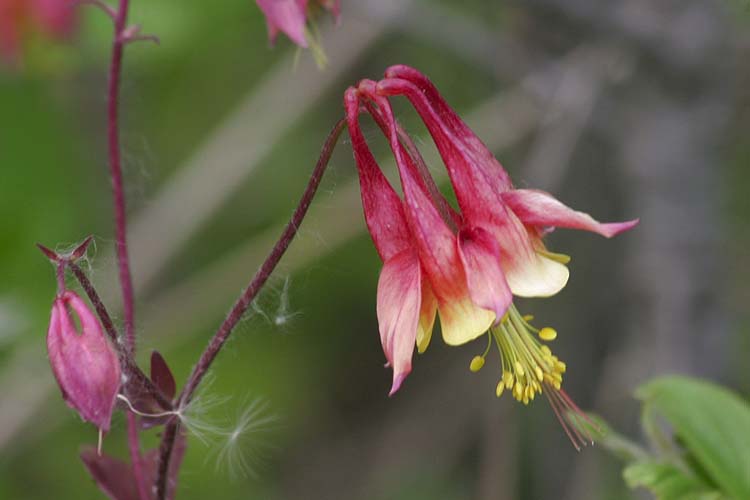 Columbine