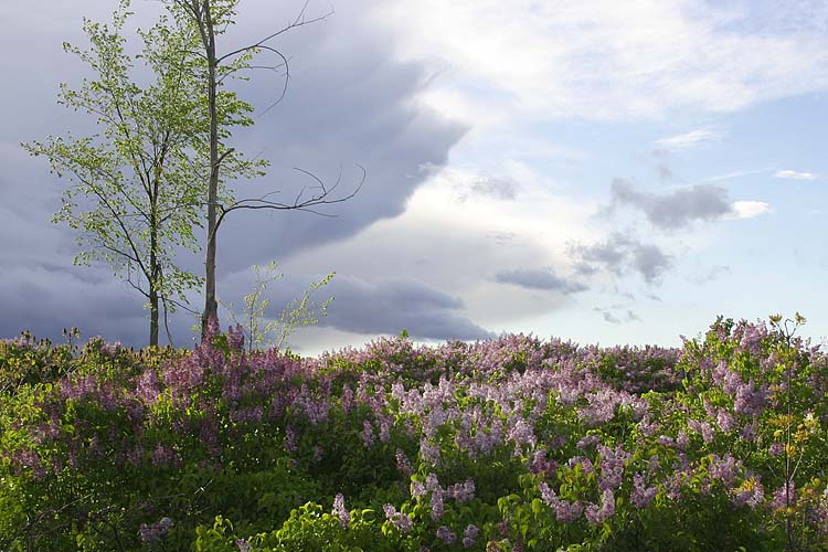Lilac Hillside