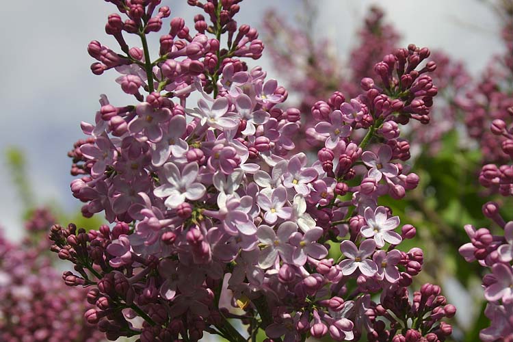 Lilacs
