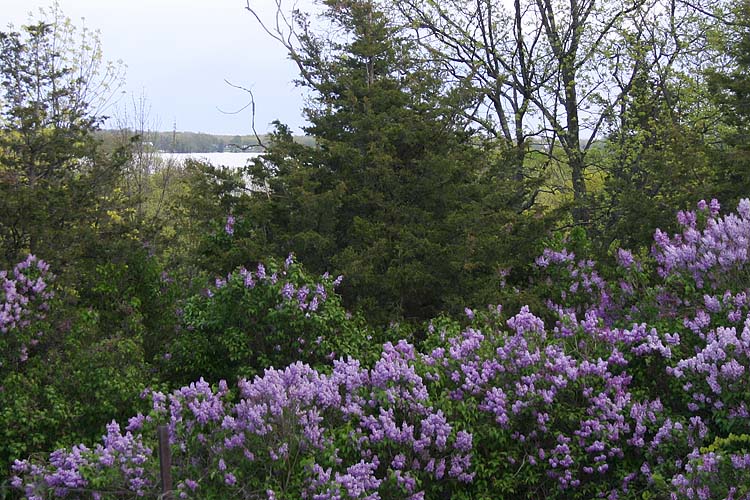 Lilacs Everywhere