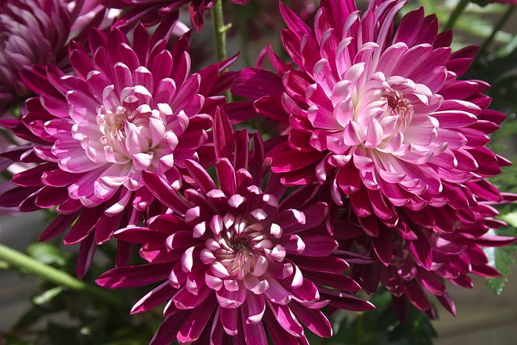 Chrysanthemums
