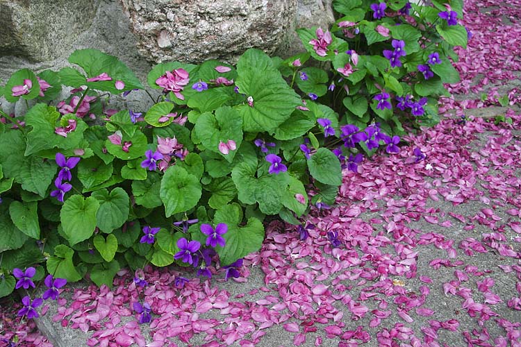 Pink Confetti