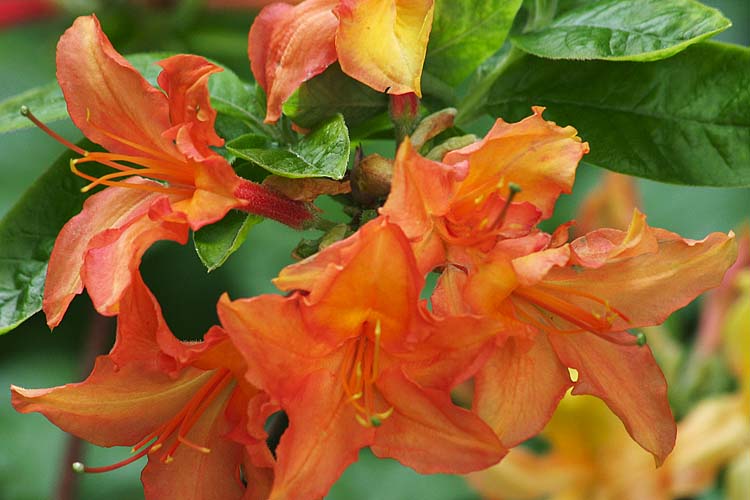 Birthday Azaleas