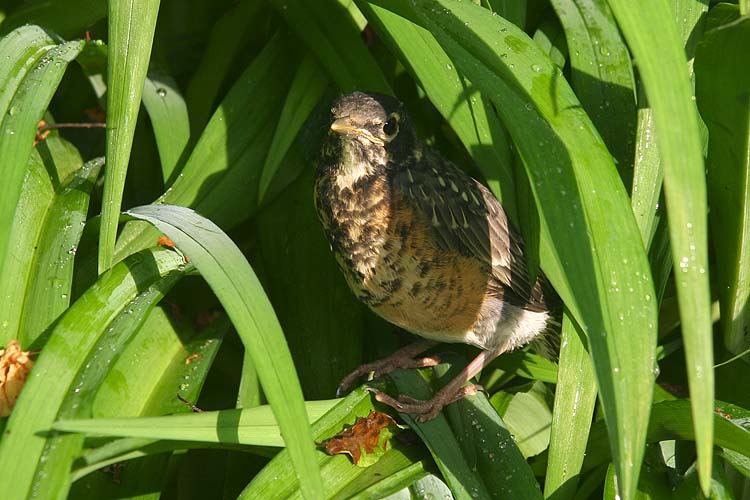 Cowering In The Lilies
